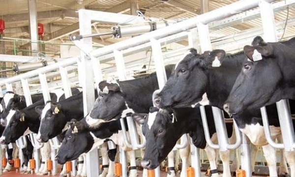 Tập đoàn TH đầu tư hơn 2.500 tỷ nuôi bò tại Kon Tum